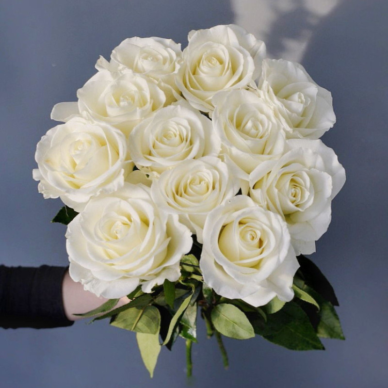 11 white roses, standart