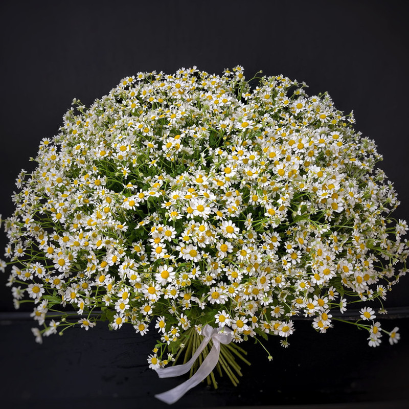Bouquet of 51 daisies (matricaria) (code 18), standart