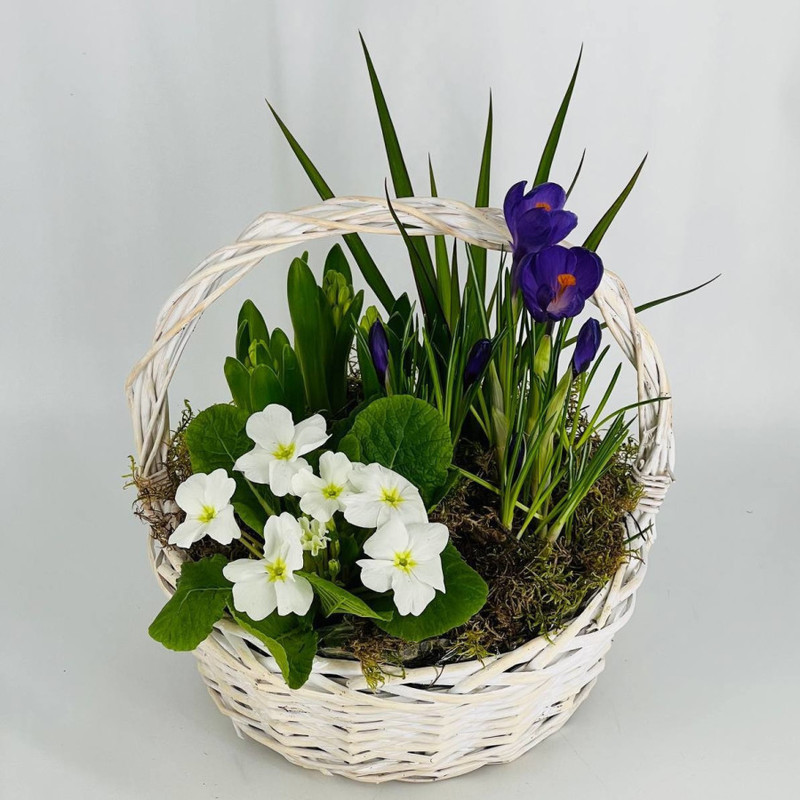 Gift basket with primrose flowers, standart