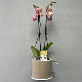 Кәстрөлдегі фаленопсис орхидеясы