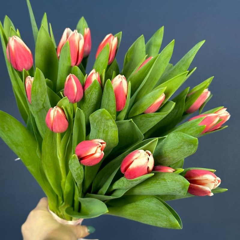 Bouquet of 25 pink and white tulips, standart