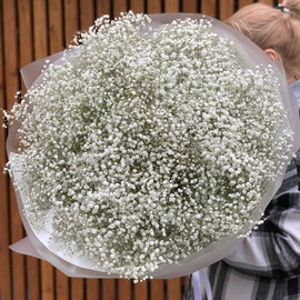 Bouquet of 25 white gypsophila in designer decoration 60 cm
