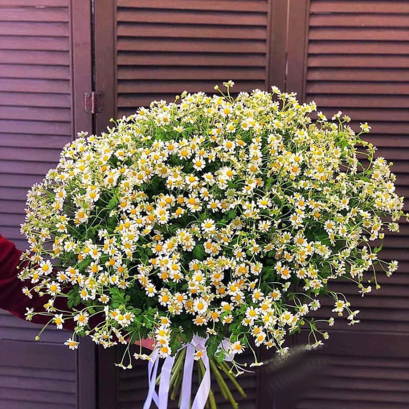 Bouquet of 25 field daisies, standart