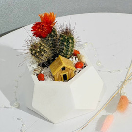 Desktop cactus in a flowerpot with a house