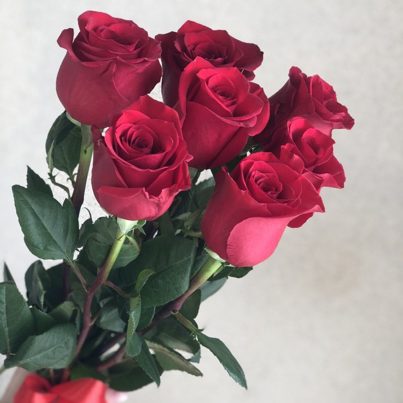 7 red roses, standart