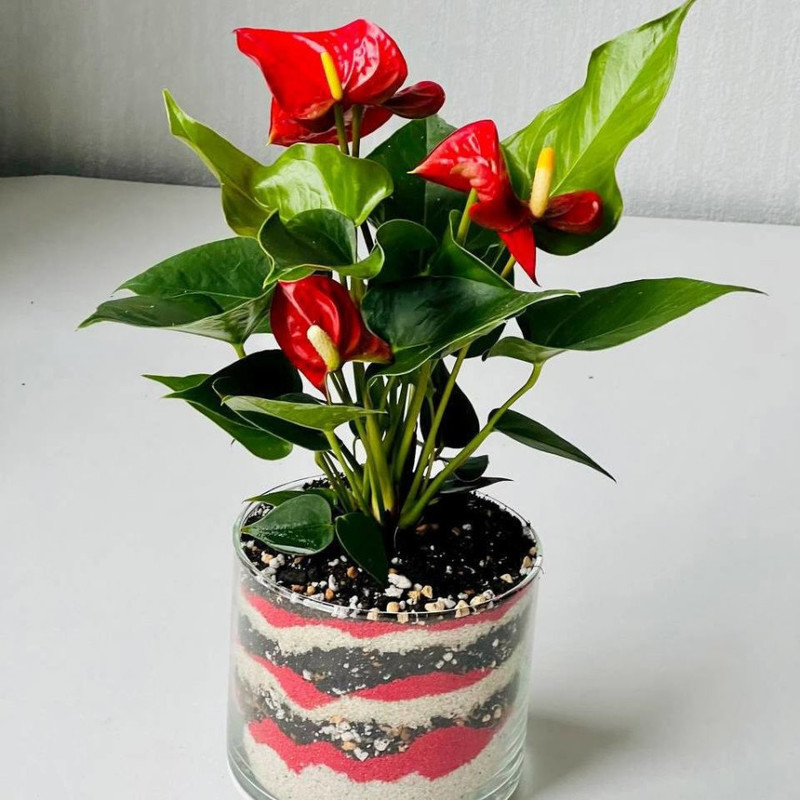 Anthurium male happiness in a vase with sand, standart