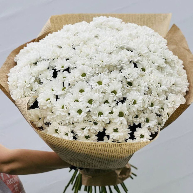 Bouquet giant of white chrysanthemums, standart