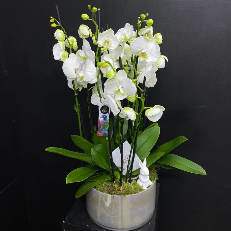 Орхидеи в кашпо "Неземной рай", стандартный