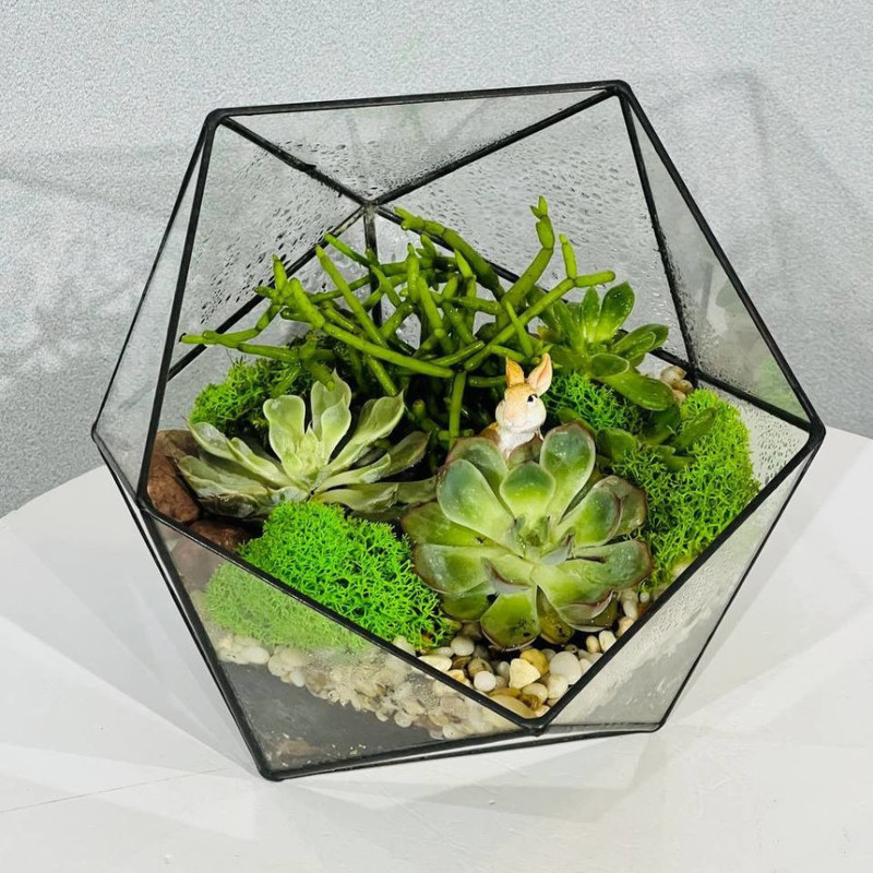 Florarium mini greenhouse with succulents, standart