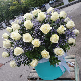 55 white roses with gypsophila in a box