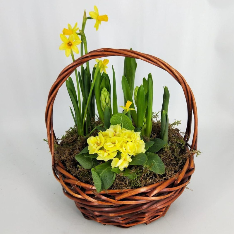 Spring basket with primroses, standart