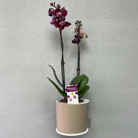 Орхидея Фаленопсис в кашпо