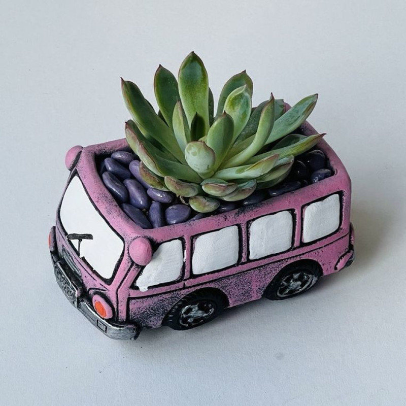 Echeveria in a gift pot pink bus, standart