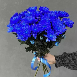 Bouquet of blue chrysanthemums