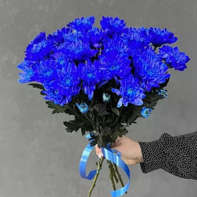 Bouquet of blue chrysanthemums, standart