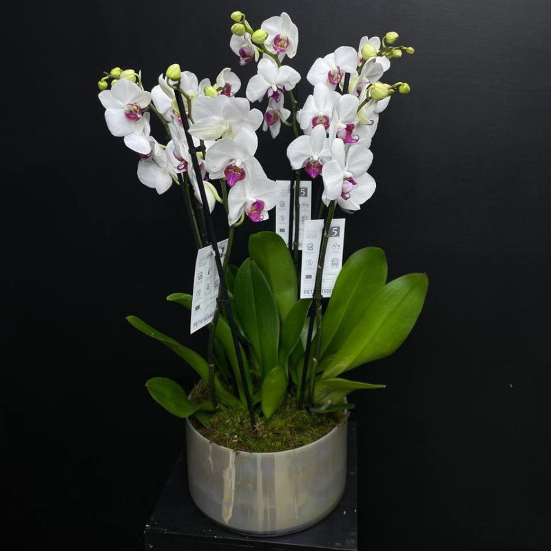 Орхидеи в кашпо "Рай на земле", стандартный