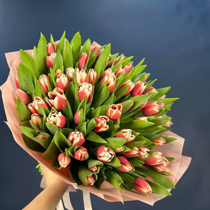 Bouquet of 75 pink and white tulips in a package, standart