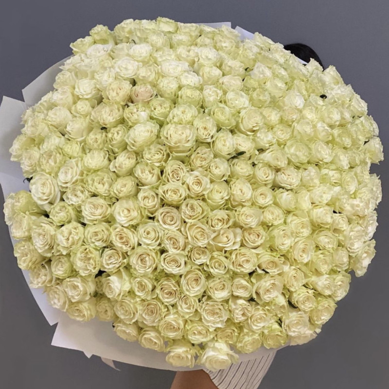 125 White Roses, standart
