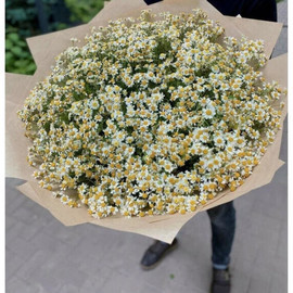 Bouquet of 101 Bush chamomile
