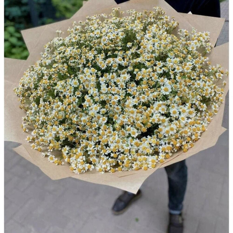 Bouquet of 101 Bush chamomile, standart