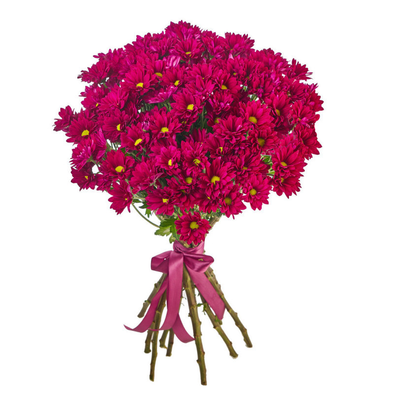 Bouquet of 15 purple spray chrysanthemums, standart