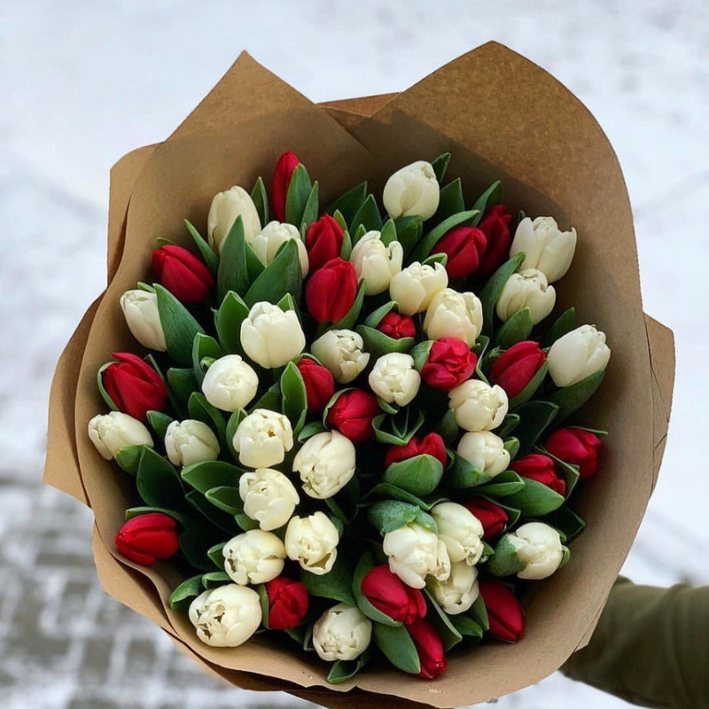 51 red and white tulips, standart