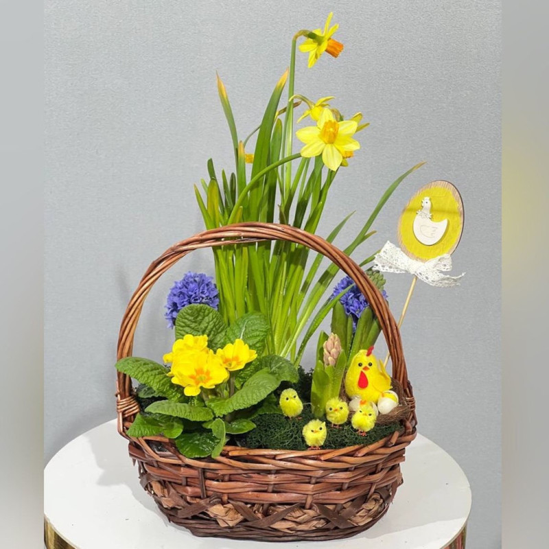 Easter gift basket with live primroses, standart