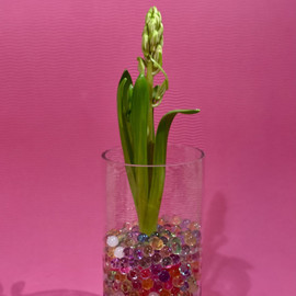 Bulbous hyacinth in glass