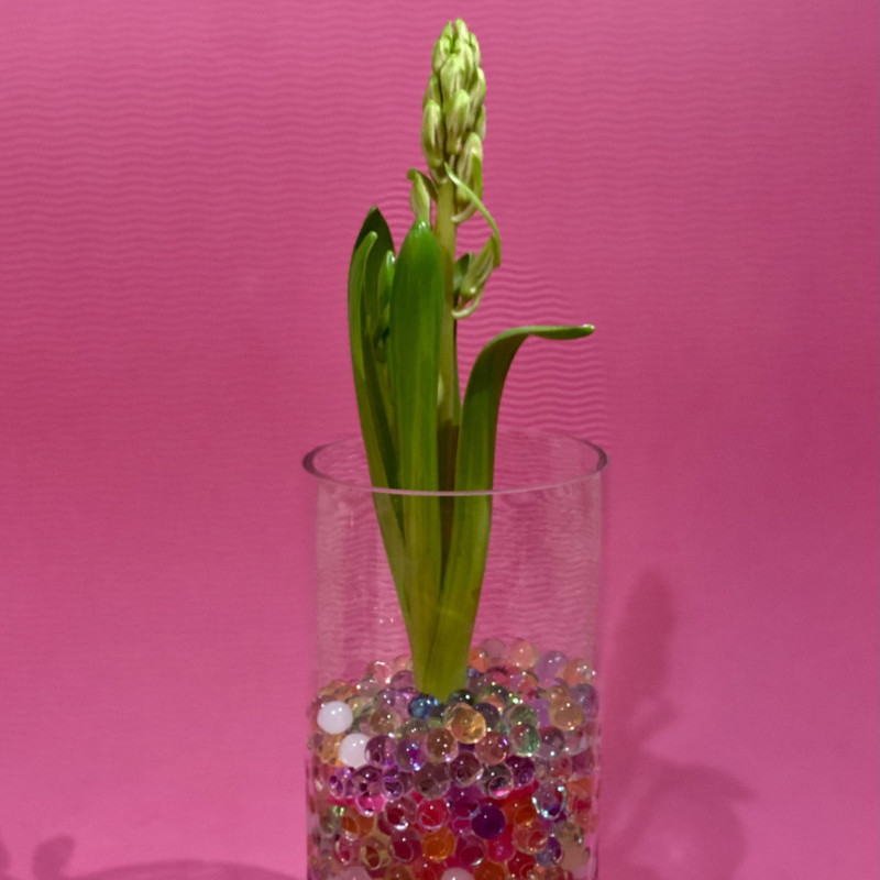 Bulbous hyacinth in glass, standart