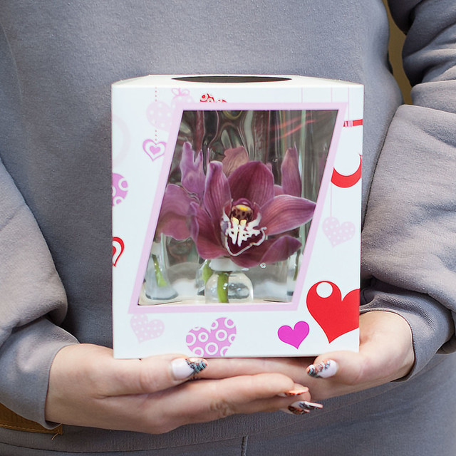 Орхидея в коробочке, стандартный