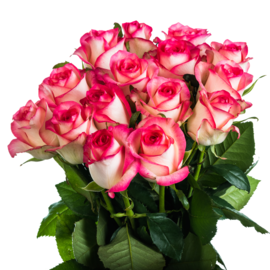 15 pink and white roses