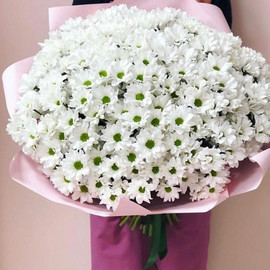 45 white spray chrysanthemums