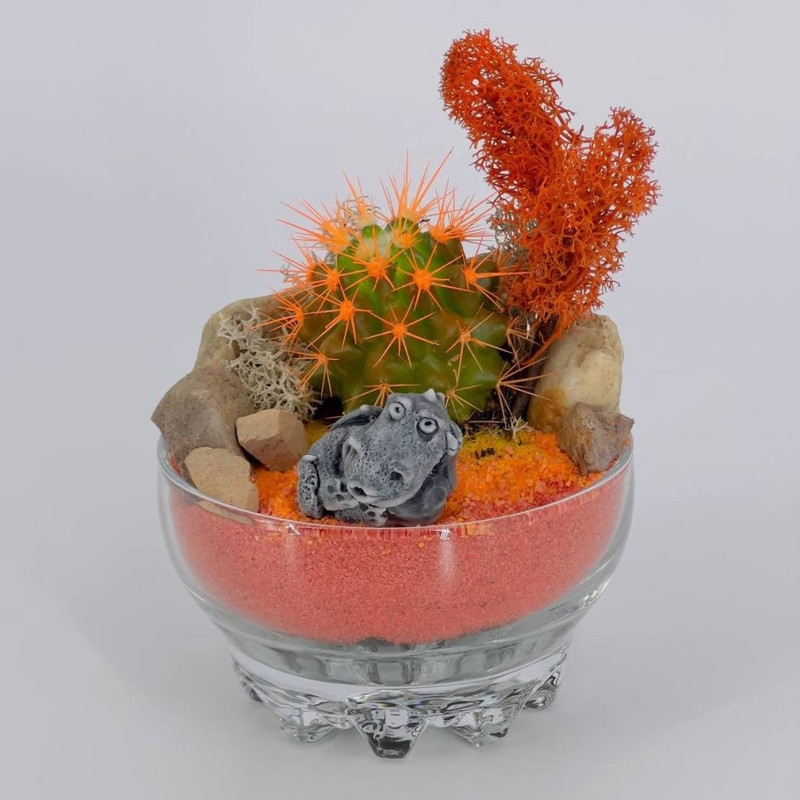Florarium with cactus and dragon, standart