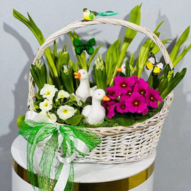 Spring mini garden with primroses in a basket