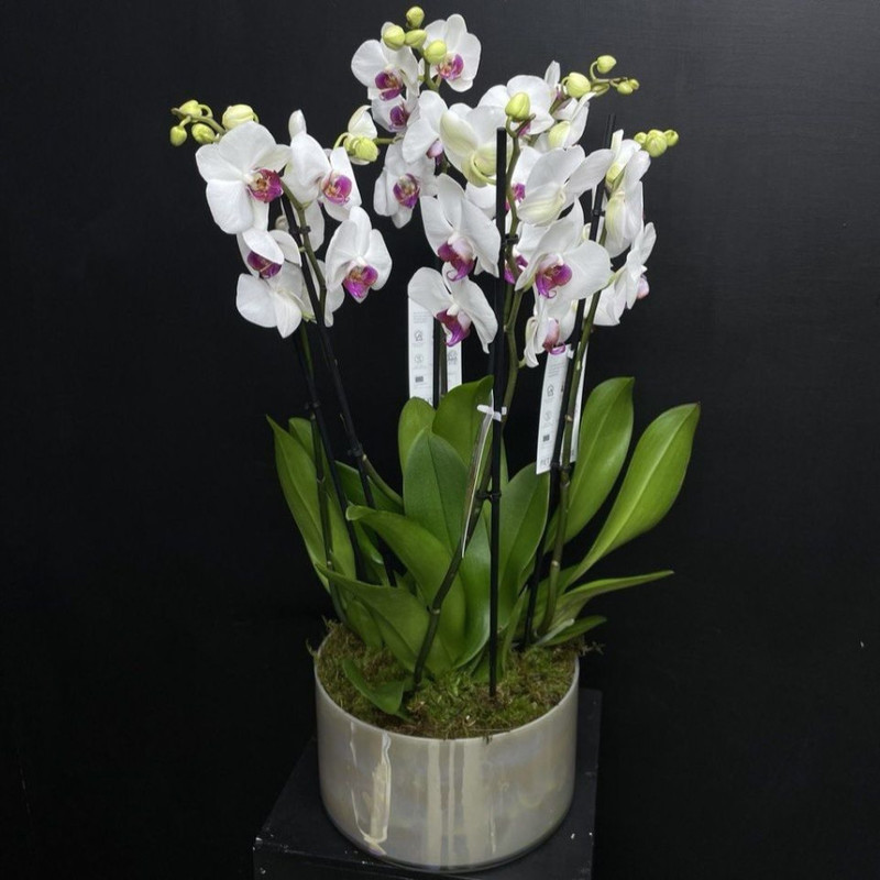 Орхидея Фаленопсис в перламутровой вазе "Первый поцелуй", стандартный