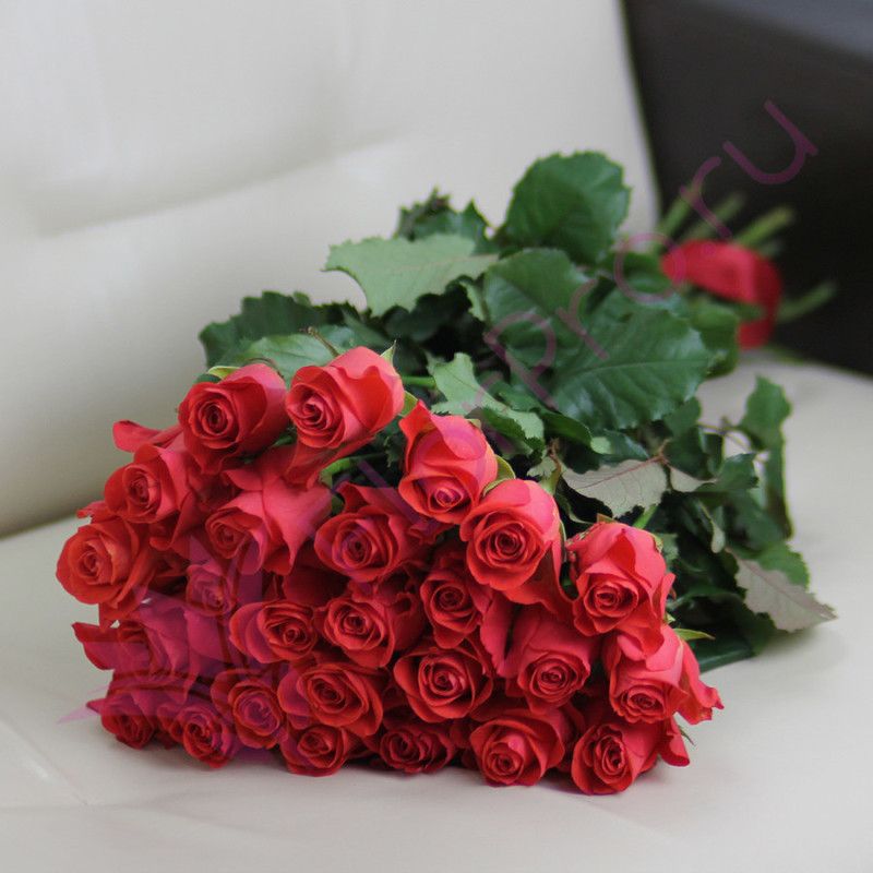 25 coral roses Wow 60 cm, standart