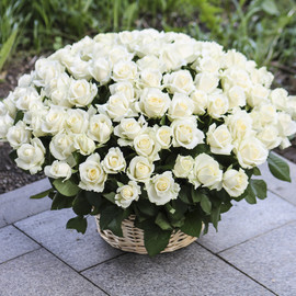 101 white roses in a basket