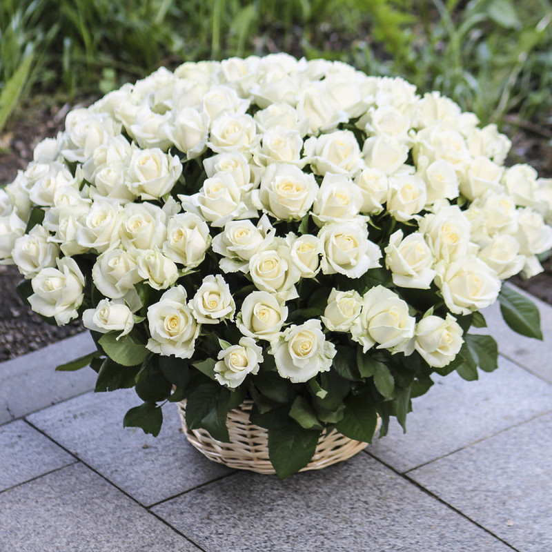 101 white roses in a basket, standart