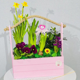 Spring composition with primroses in a box
