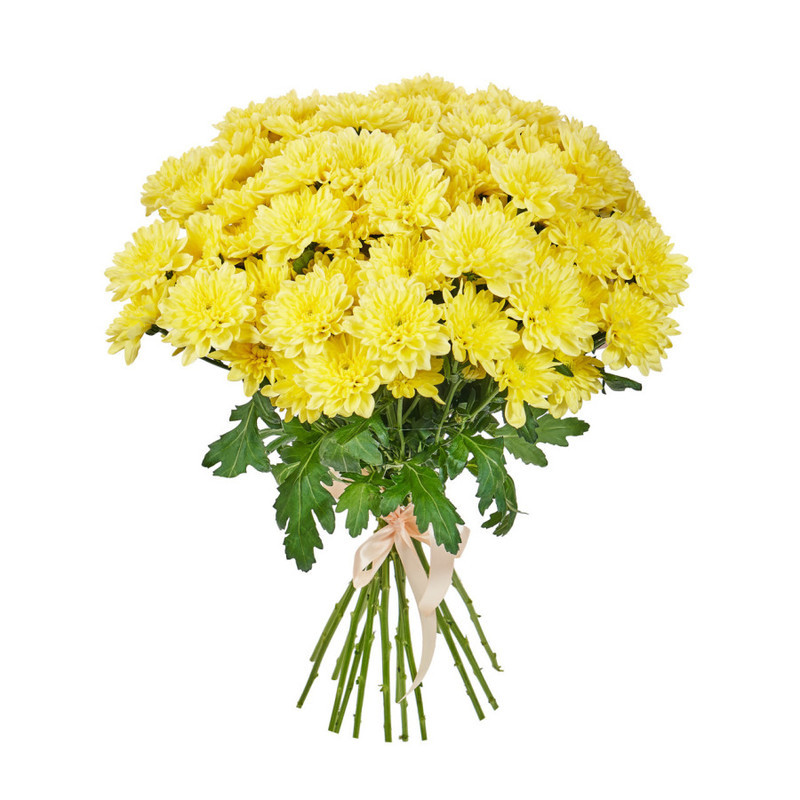 Букет из 15 желтых кустовых хризантем, стандартный