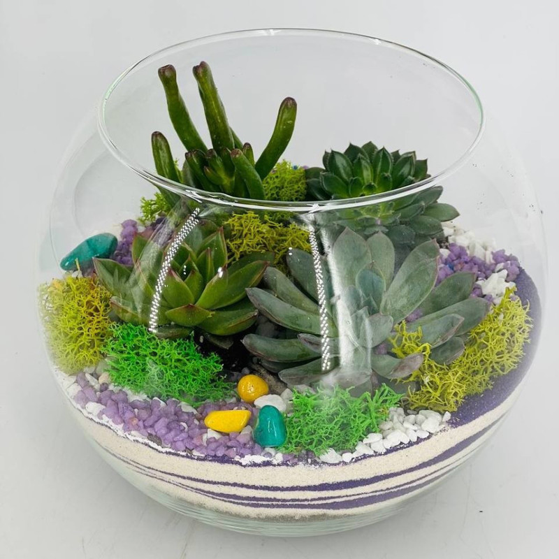 Mini aquarium with succulents, standart