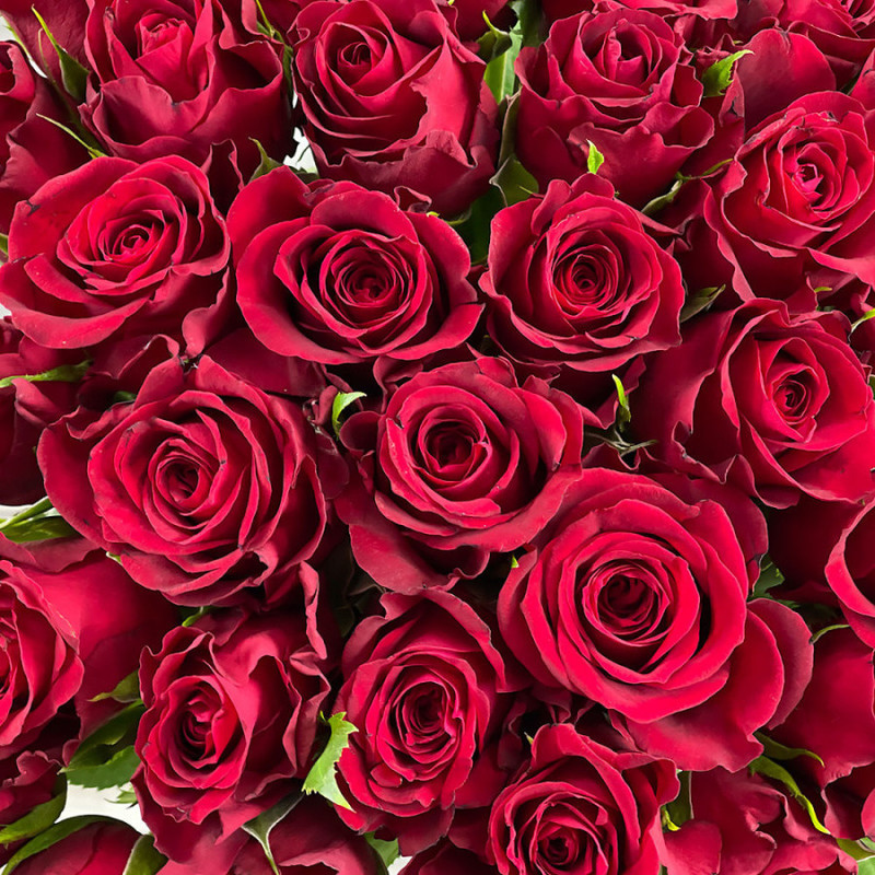 Букет из 25 красных роз с лентой 40 см, премиум