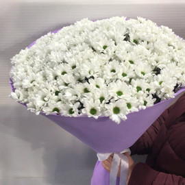 Bouquet of 25 white chamomile spray chrysanthemums in designer decoration 55 cm