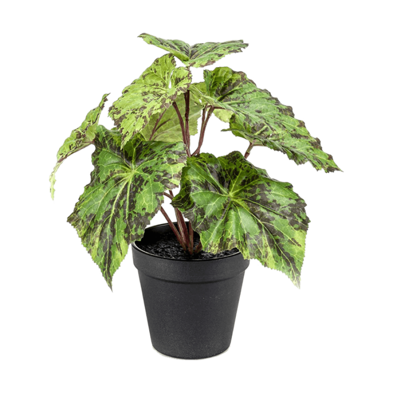 Houseplant "Begonia", standart