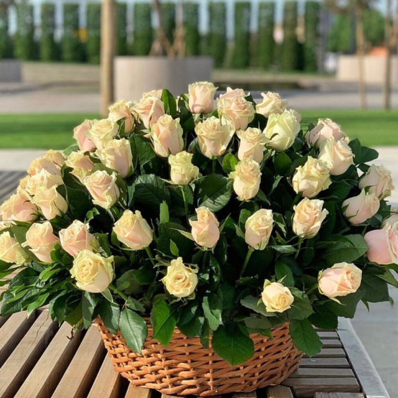 75 cream roses in a basket, standart
