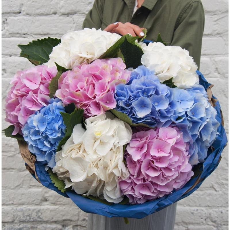Bouquet of large Dutch hydrangeas 9 pieces, standart