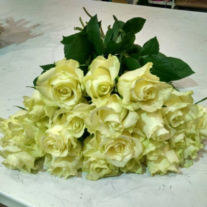 21 white roses, standart