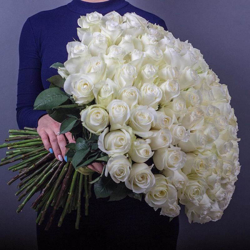 101 white long rose, standart