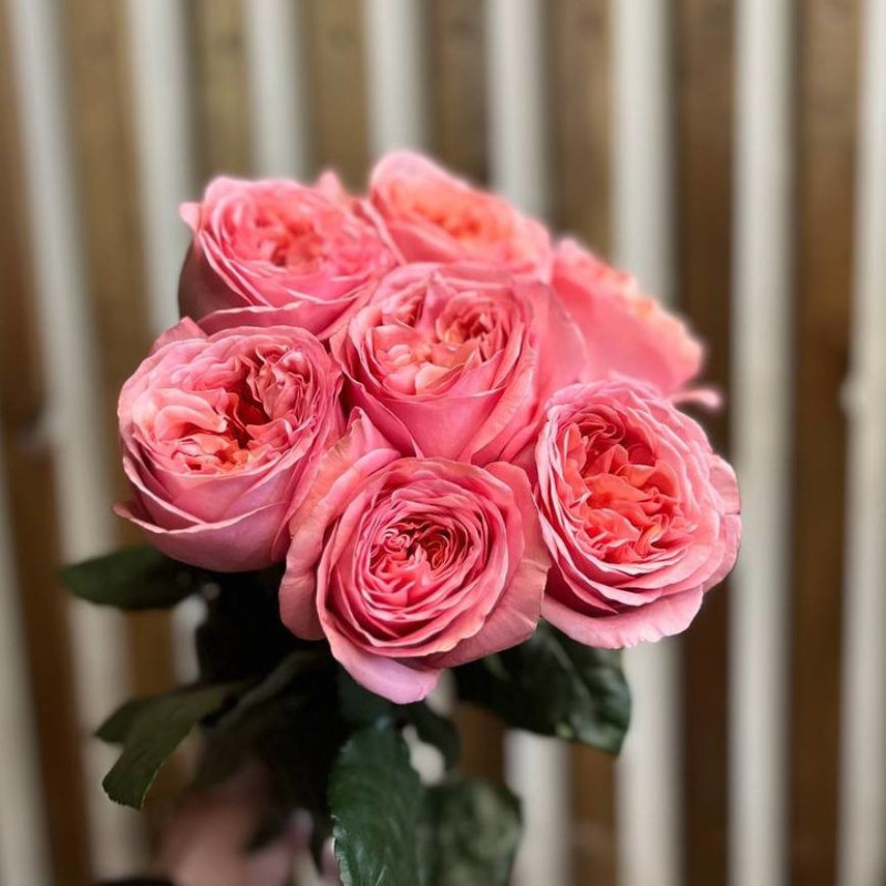 Bouquet of peony roses, standart