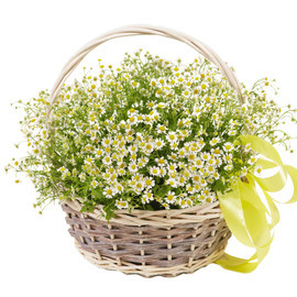 basket of daisies